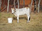 Farm Cow