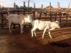 Farm Cow