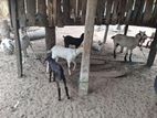 Goats