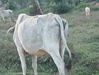 Male Cow