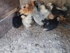 Rooster Chicks