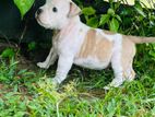 Pocket American Bully Puppy