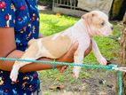 Pocket American Bully Puppy