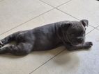 Pocket Bully Female Puppy
