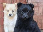 Pomeranian Puppies