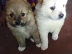 Lion Pomeranian Puppies