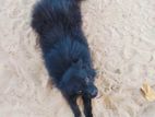 Pomeranian Puppy