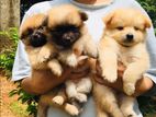 Pocket Pomeranian Puppies