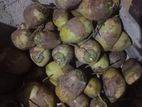 Coconut