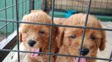 Poddle Puppies