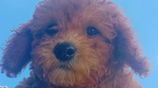 Poddle Puppies
