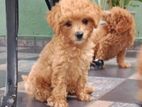 Poddle Puppies