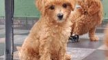 Poddle Puppies