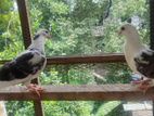 Pigeons