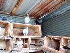 Pigeon