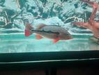 pogo paecockbass fish