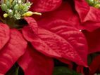 Poinsettia