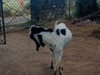Farm Goat