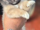 Lion pomeranian puppy