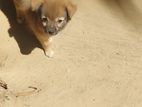 Pocket Dog - Male