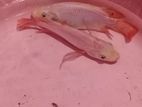 Fishes Set