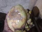පොල් 50