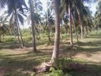 Coconut Land for Sale Chilaw