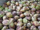 පොල්/Coconut / தேங்காய்