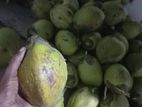 පොල් ගෙඩ්