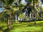 පොල් ගස් සහිත වටිනා බිම්කොටසක් විකිනීමට