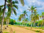 Coconut Farm Land for Sale in Padukka