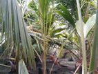 පොල් පැ ළ - ( Coconut plant )