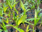 පොල් පැල