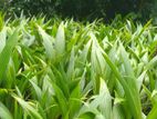 පොල් පැල