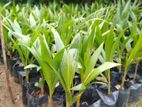 පොල් පැල