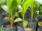 පොල් පැල
