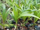 පොල් පැල