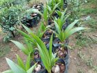පොල් පැල