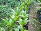 පොල් පැල