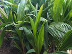 Coconut Plants