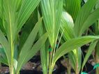 පොල් පැළ ( coconut plant )