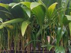 පොල් පැළ CRC60 ( coconut plant )