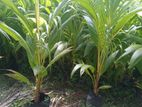 පොල් පැළ CRC65 ( Coconut Plant )