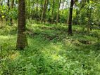 Coconut land for sale in wewalpanawa