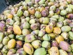 පොල් ගෙඩ්