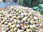 පොල් විකිණීමට ඇත