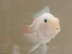 Polar Parret Fish