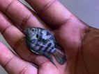 Polar Parrot Blue Fish