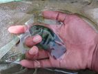 Polar Parrot Fish