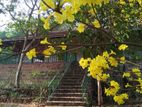Polgahawela - Waduwawa Estate for sale